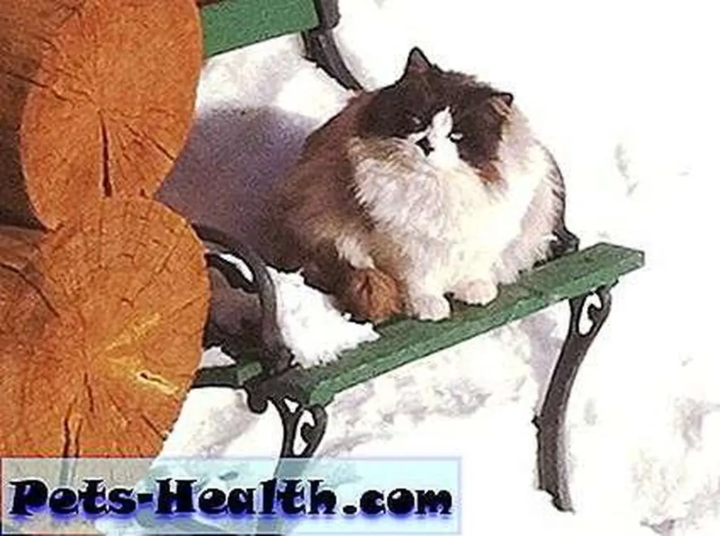 Who can resist this adorable cat? Who can resist this adorable cat?
