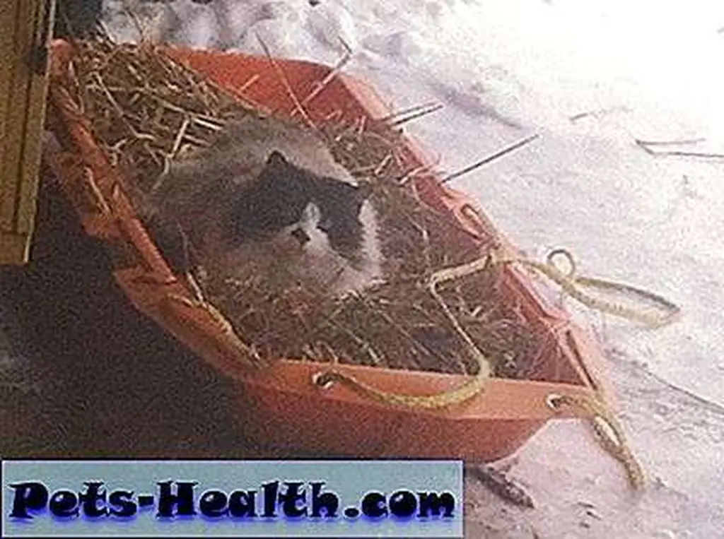 We made a sled with straw in it so Zorro can nap in the sun. He uses it a lot. We made a sled with straw in it so Zorro can nap in the sun. He uses it a lot.