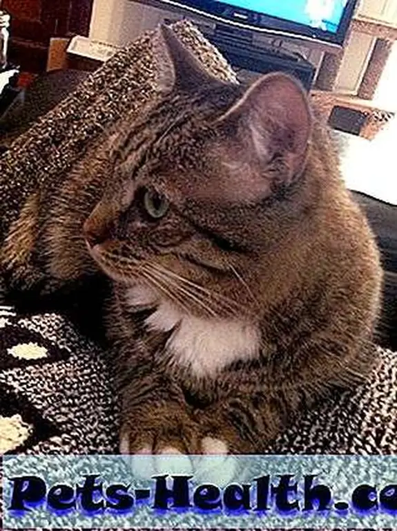 Talisker watches for another cat -- she knows her space is not guaranteed. Talisker watches for another cat -- she knows her space is not guaranteed.