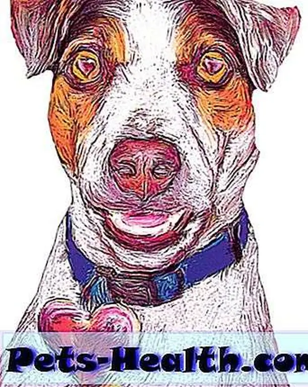 Beautiful drawings of dogs are everywhere at Caravintas! Photo via Facebook. Beautiful drawings of dogs are everywhere at Caravintas! Photo via Facebook.