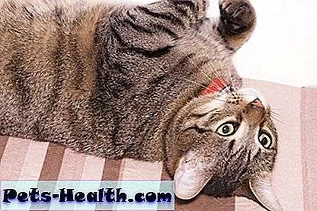 Is it time to visit your vet? Cat on her back photo via Shutterstock. Is it time to visit your vet? Cat on her back photo via Shutterstock.