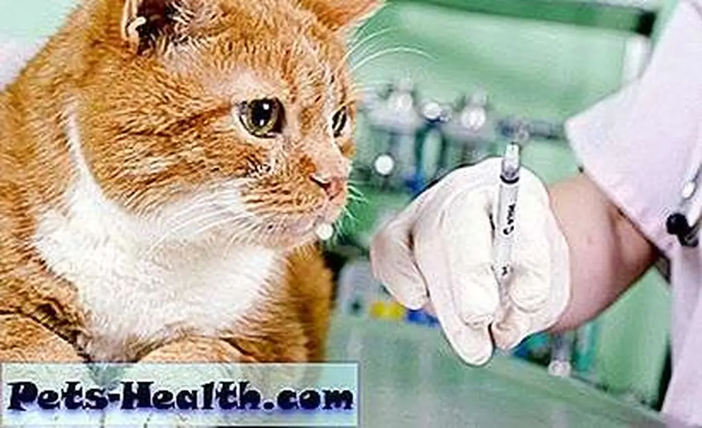 Vet with cat photo via Shutterstock. Vet with cat photo via Shutterstock.