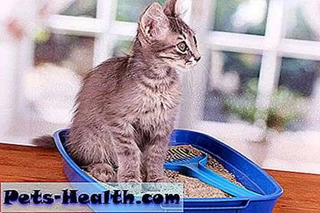 Small gray kitten in a blue plastic litter box by Shutterstock. Small gray kitten in a blue plastic litter box by Shutterstock.