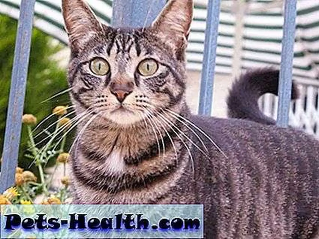 tabby__1013 tabby__1013