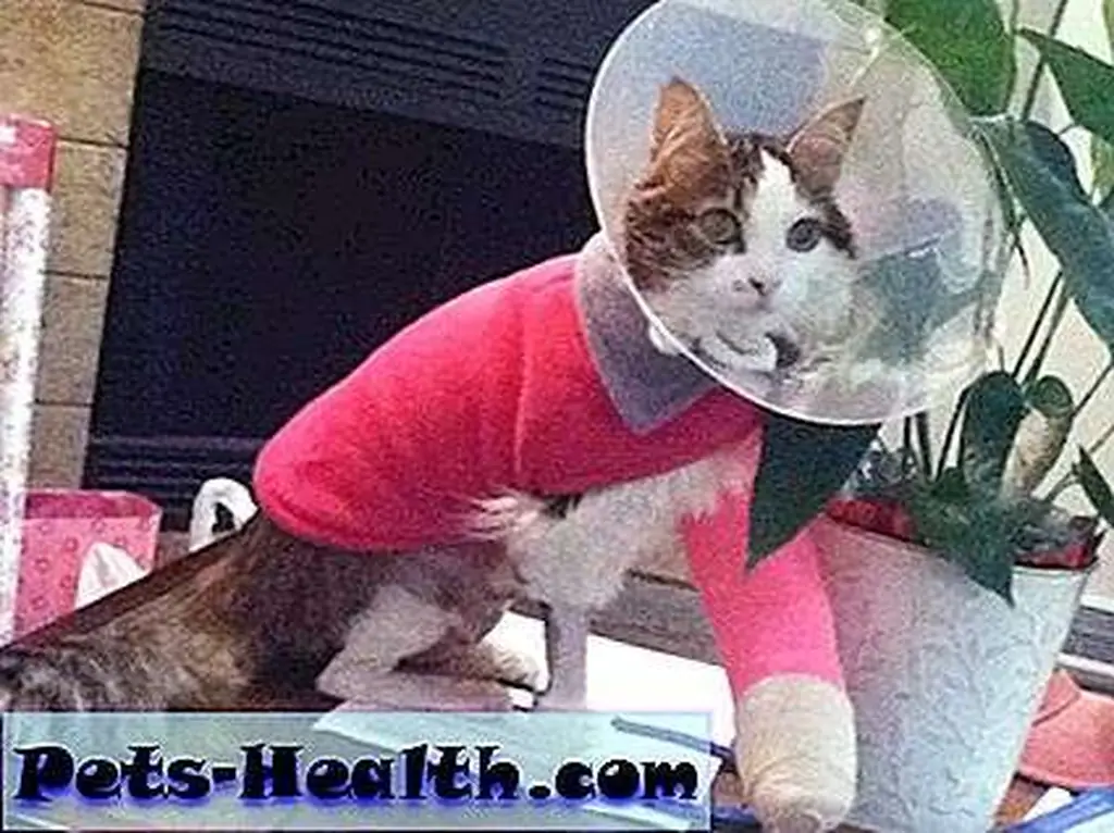 Ellie has a long recovery ahead of her. Ellie has a long recovery ahead of her.