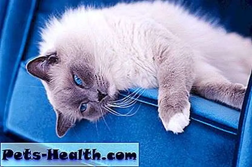 Blue-point bicolor Ragdoll. Blue-point bicolor Ragdoll.