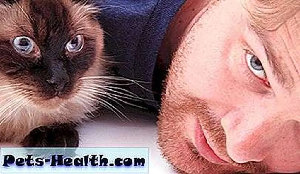 A seal-point colorpoint Ragdoll. Oh yeah, and a guy, too. A seal-point colorpoint Ragdoll. Oh yeah, and a guy, too.