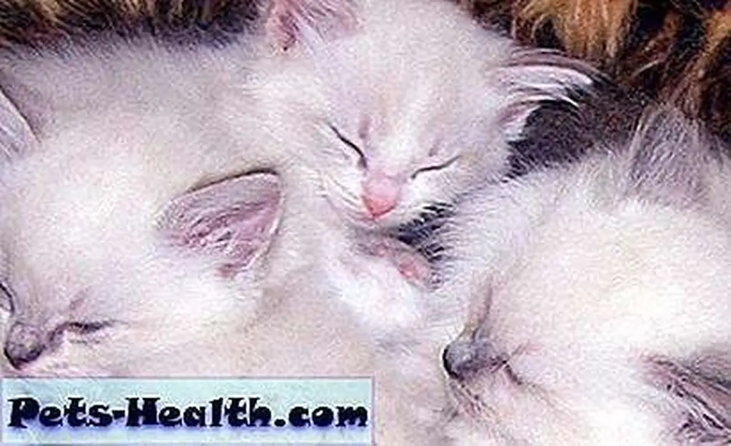 This litter of Ragdoll kittens is just beginning to develop their colored points. Photo CC-BY-SA Simone Johnsson This litter of Ragdoll kittens is just beginning to develop their colored points. Photo CC-BY-SA Simone Johnsson