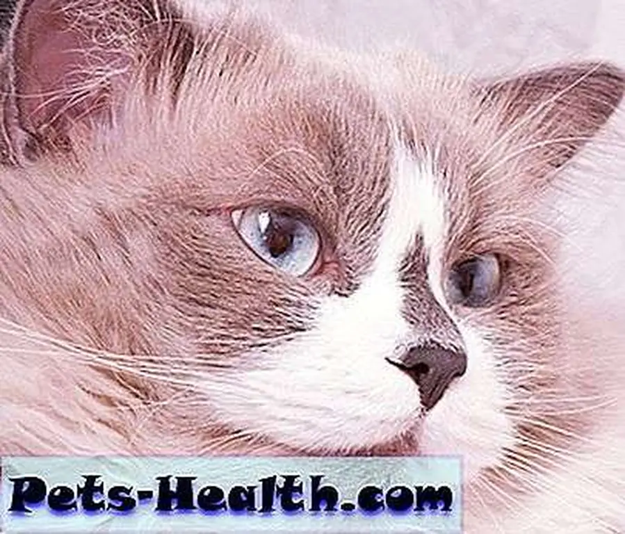Chocolate point bicolor Ragdoll cat. Chocolate point bicolor Ragdoll cat.