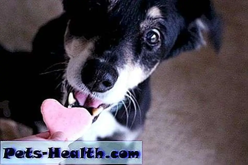 Kira is in love with these tasty treats. Kira is in love with these tasty treats.