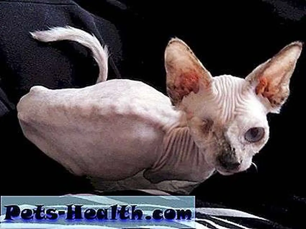 Despite being severely underweight and having an infected eye, Kirsten Kranz provided Nellie Bean with the love and care she needed to pull through, and eventually found her a new home with an experienced Sphynx owner. Photo courtesy of Leslie Riegel Cully. Despite being severely underweight and having an infected eye, Kirsten Kranz provided Nellie Bean with the love and care she needed to pull through, and eventually found her a new home with an experienced Sphynx owner. Photo courtesy of Leslie Riegel Cully.
