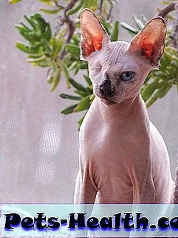 Look at Nellie Bean now! Riegel says she's a very energetic little girl who loves playing with her Sphynx brother, Homer. Photo courtesy of Leslie Riegel Cully. Look at Nellie Bean now! Riegel says she's a very energetic little girl who loves playing with her Sphynx brother, Homer. Photo courtesy of Leslie Riegel Cully.