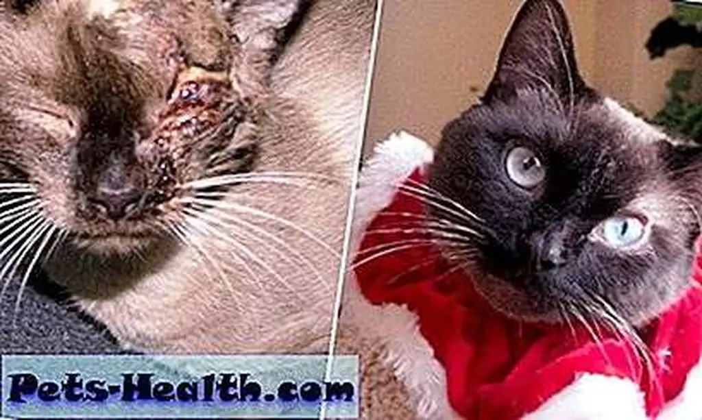 An inspiring before and after of SPCR alum, Benny the Siamese. An inspiring before and after of SPCR alum, Benny the Siamese.