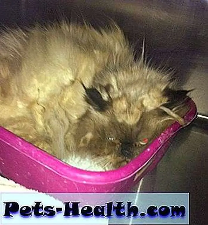 The first photo that Kranz saw of poor Theodore. He had just been taken into Animal Control and was huddled in his litterbox in terrible condition. The first photo that Kranz saw of poor Theodore. He had just been taken into Animal Control and was huddled in his litterbox in terrible condition.