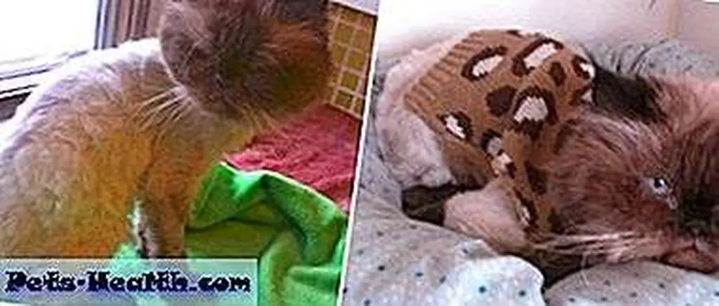 Theodore post-shave to get off his dirty, matted coat. Luckily for him, he was able to stay warm with a donated electric warming cat bed and an adorable sweater. Theodore post-shave to get off his dirty, matted coat. Luckily for him, he was able to stay warm with a donated electric warming cat bed and an adorable sweater.