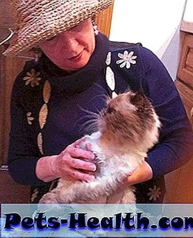 Theodore the Himalayan is happy in his new home. Theodore the Himalayan is happy in his new home.