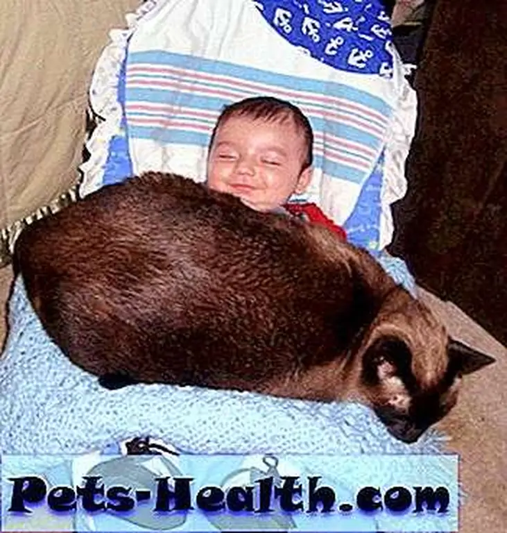Breeds such as the Siamese can make wonderful pets for people who are well-informed about their temperment and particular needs. Breeds such as the Siamese can make wonderful pets for people who are well-informed about their temperment and particular needs.