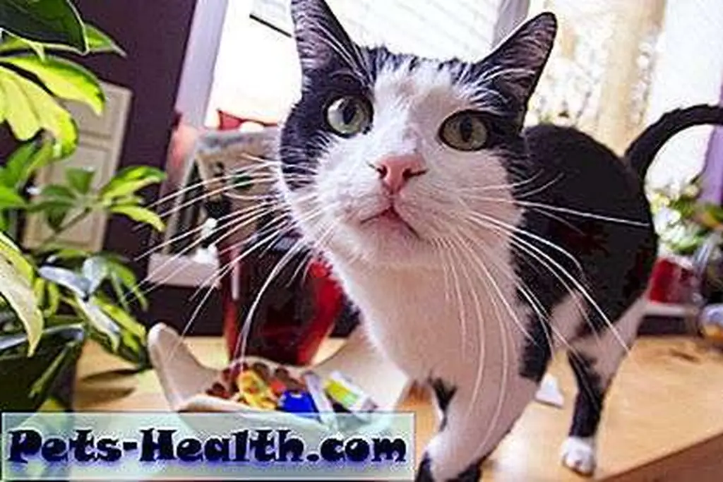 Kids and cats? You may decide to nix live plants altogether. 