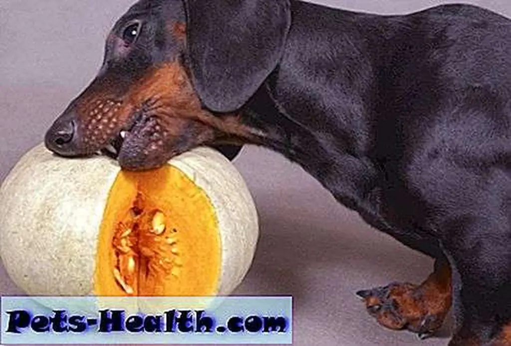Not every dog wants to eat his veges -- alvant via Shutterstock Not every dog wants to eat his veges -- alvant via Shutterstock