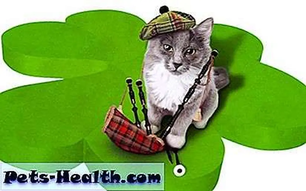 Cat with national symbol of Scotland via Shutterstock Cat with national symbol of Scotland via Shutterstock