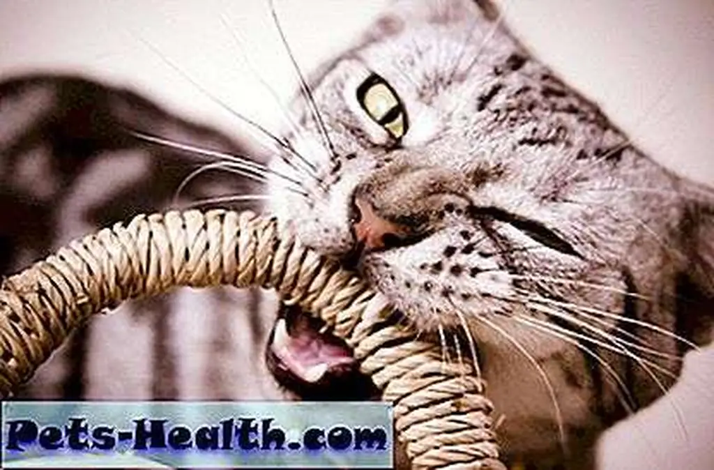 Kitten biting a basket handle by Shutterstock Kitten biting a basket handle by Shutterstock
