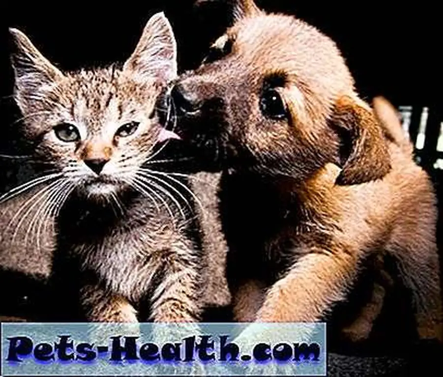 Although the latest recall is more focused on dog treats, some cats also eat jerky treats and have been sickened by the contaminated products. Puppy and kitten by Shutterstock Although the latest recall is more focused on dog treats, some cats also eat jerky treats and have been sickened by the contaminated products. Puppy and kitten by Shutterstock