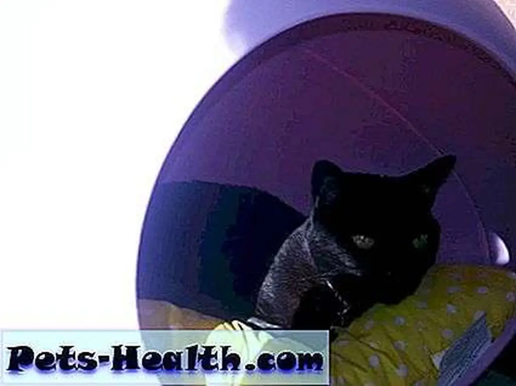 Siouxsie's got a two-fer: A designer bed that's ALSO sitting in a sun puddle! Siouxsie's got a two-fer: A designer bed that's ALSO sitting in a sun puddle!
