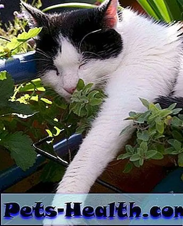 Cat passed out in catnip plant by Shutterstock Cat passed out in catnip plant by Shutterstock