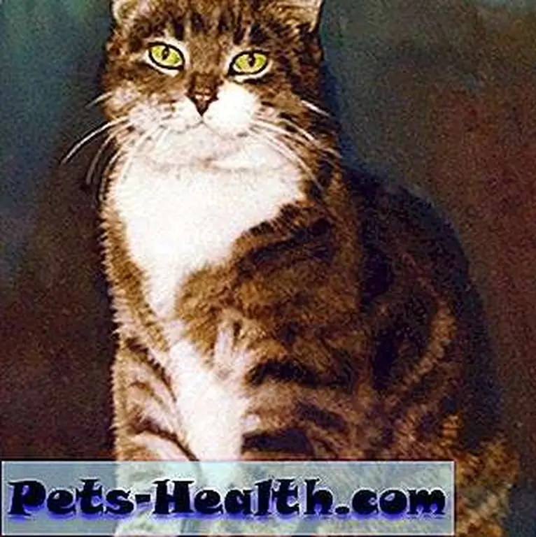 Room 8 the shelter is named for Room 8 the cat.