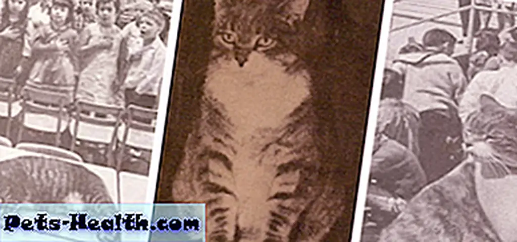 Room 8 the cat never missed a day of class at Elysian Heights Elementary School for more than 16 years.