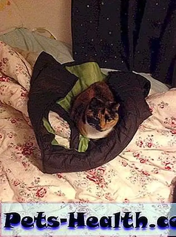 Brandy's taken to snuggling into my puffy vest for warmth. Brandy's taken to snuggling into my puffy vest for warmth.