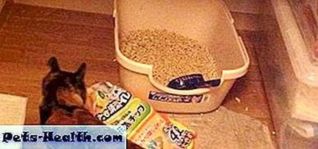 Brandy inspects my litter box cleaning skills. Brandy inspects my litter box cleaning skills.