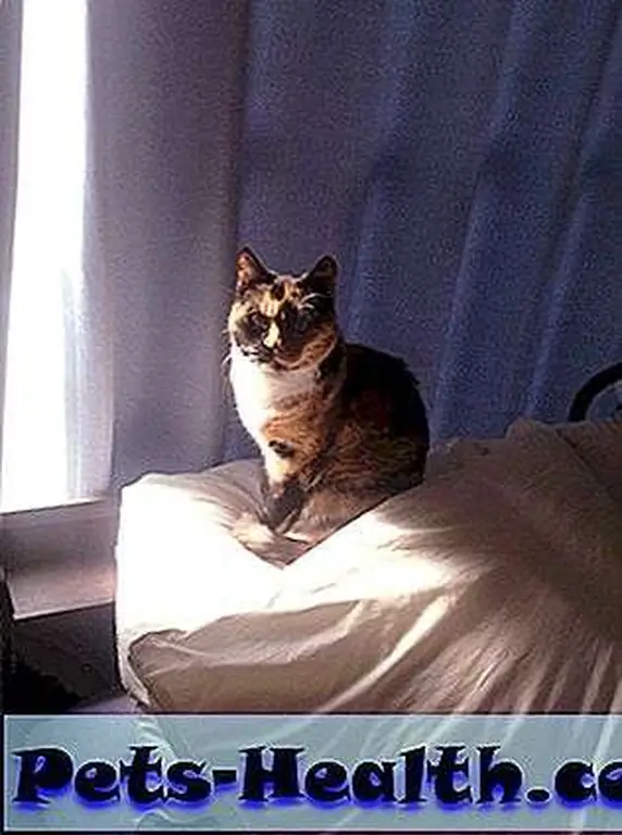 How I much prefer to see my kitty, relaxing in the sunlight. How I much prefer to see my kitty, relaxing in the sunlight.
