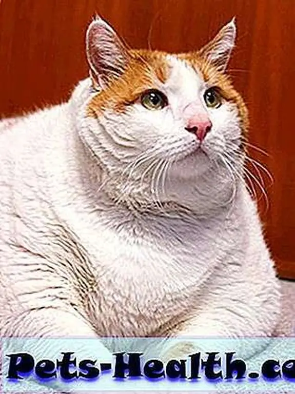 Photo of Meow, a former fat cat, via the Santa Fe Animal Shelter & Humane Society. Photo of Meow, a former fat cat, via the Santa Fe Animal Shelter & Humane Society.