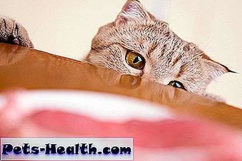You're a cat, not a human. Cat and meat by Shutterstock. You're a cat, not a human. Cat and meat by Shutterstock.