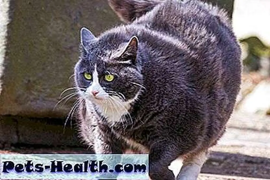 C'mon, put down the treats and do yourself a favor. Obese cat on the move by Shutterstock C'mon, put down the treats and do yourself a favor. Obese cat on the move by Shutterstock