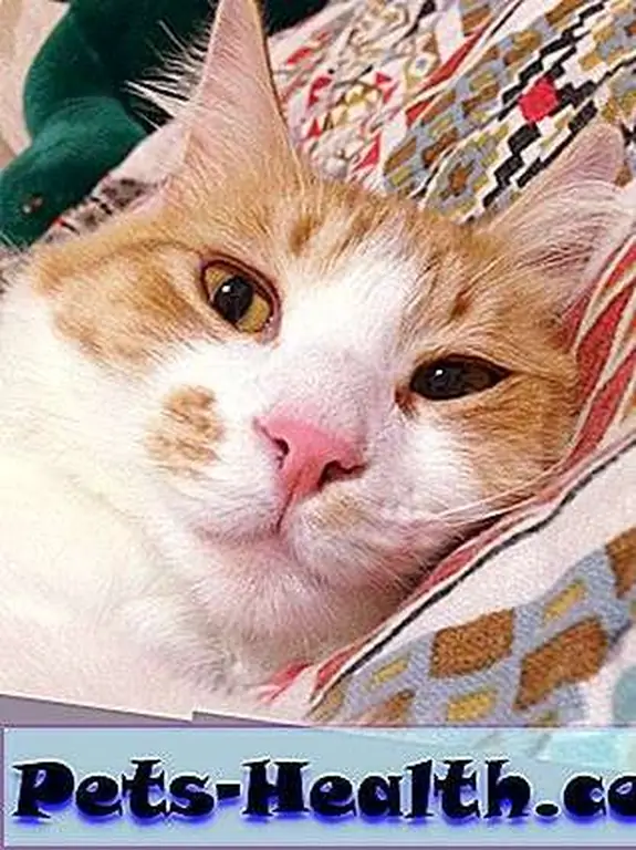 The face of my cat Roger, who I will defend vehemently if anyone dares to say cats are not good pets. The face of my cat Roger, who I will defend vehemently if anyone dares to say cats are not good pets.