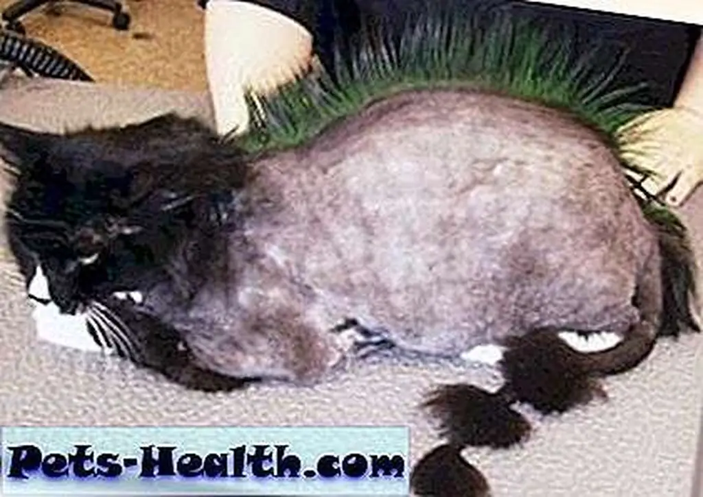 This cat's mohawk is pretty fierce. I think the style would suit Bubba Lee Kinsey. This cat's mohawk is pretty fierce. I think the style would suit Bubba Lee Kinsey.