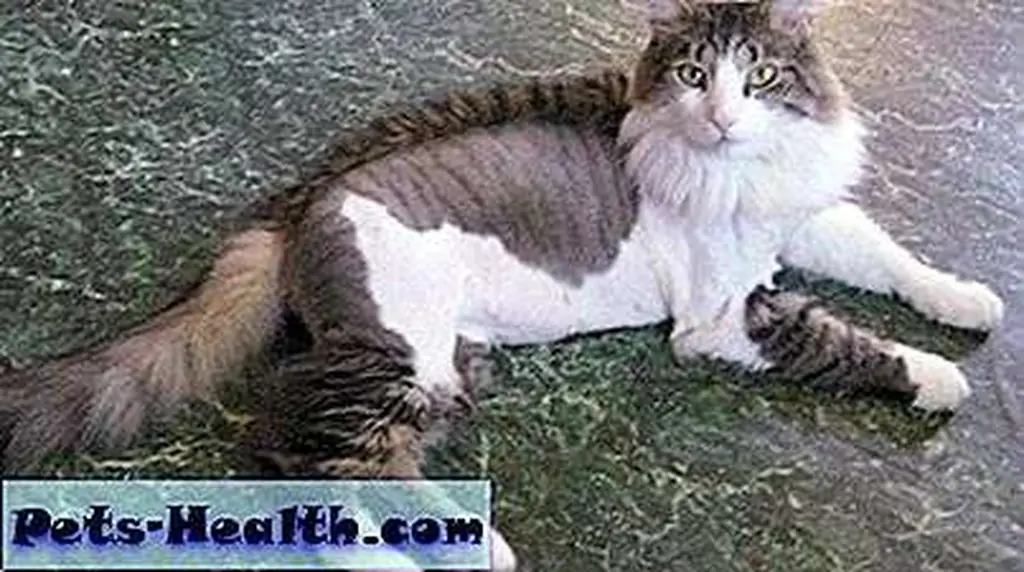 This laid-back fella is rocking his mohawk like it's his calling. This laid-back fella is rocking his mohawk like it's his calling.