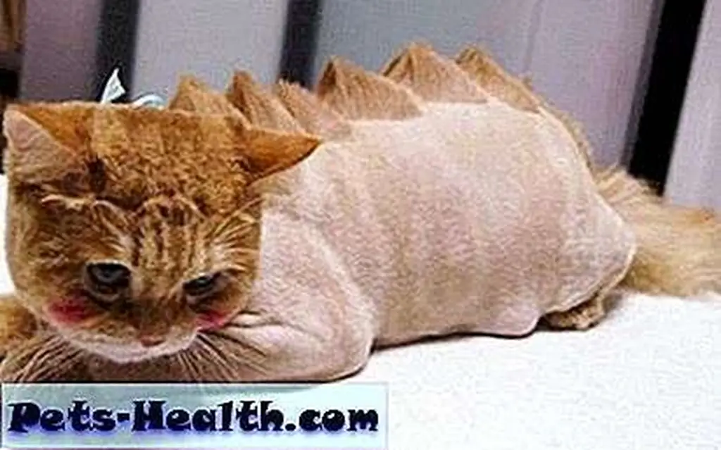 I do feel a little sorry for this embarrassed cat. The haircut looks awesome, but is it worth it at the expense of my kitty's feelings? I do feel a little sorry for this embarrassed cat. The haircut looks awesome, but is it worth it at the expense of my kitty's feelings?