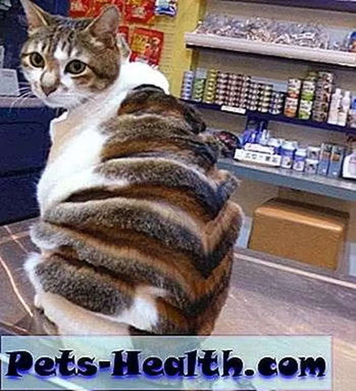 I am absolutely dying to pet this cat's amazing layered coat. I am absolutely dying to pet this cat's amazing layered coat.