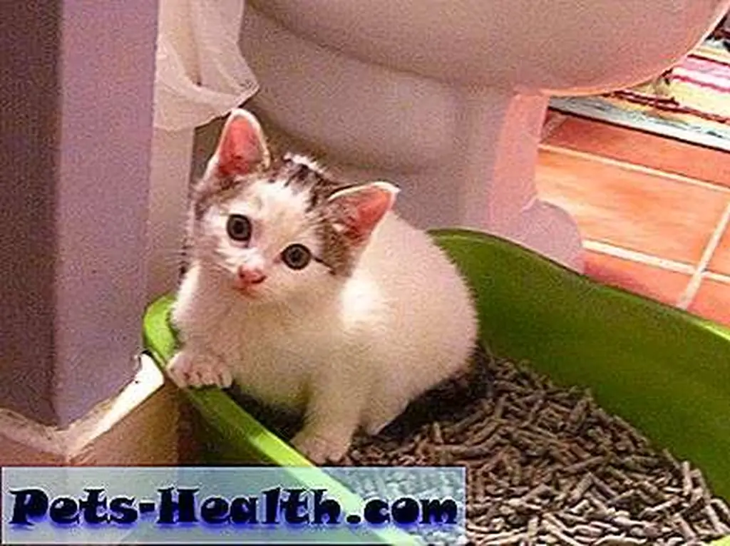 Kittens are preprogrammed to use the litter box, but you may need to help them figure it out. Photo by Sarah Donner. Kittens are preprogrammed to use the litter box, but you may need to help them figure it out. Photo by Sarah Donner.