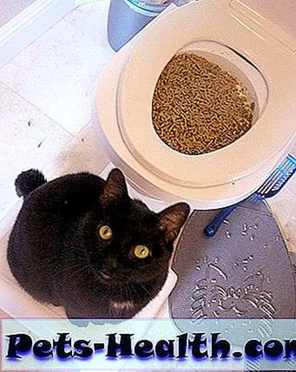 Cat Litter: Cat Litter: