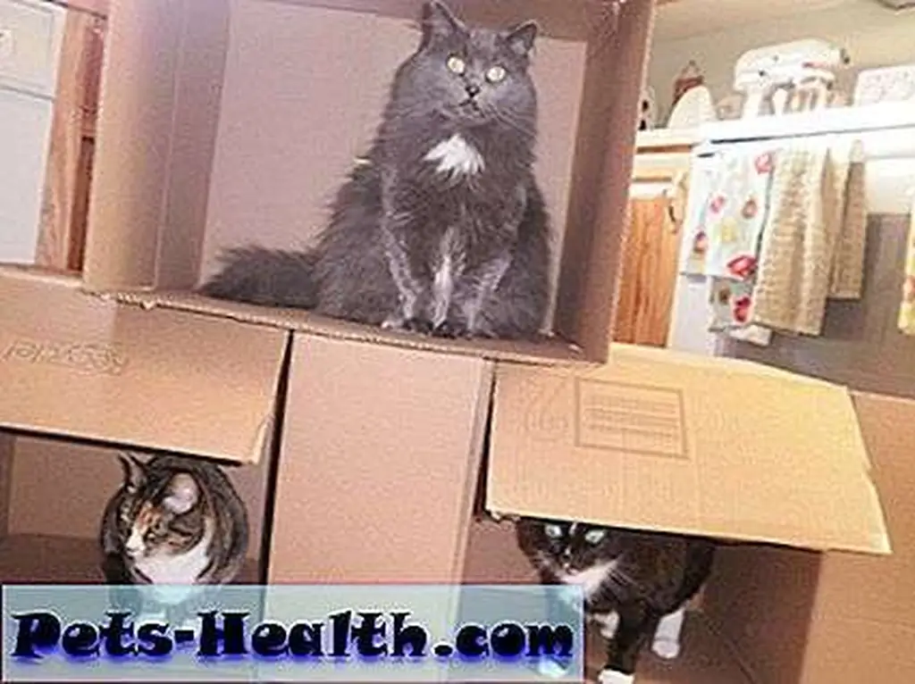 Your box fort will be the envy of the neighborhood! Your box fort will be the envy of the neighborhood!