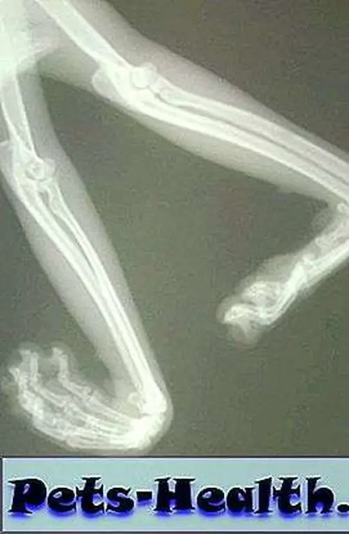 Triumph's X-ray showed no signs of breaks or other injuries. Triumph's X-ray showed no signs of breaks or other injuries.