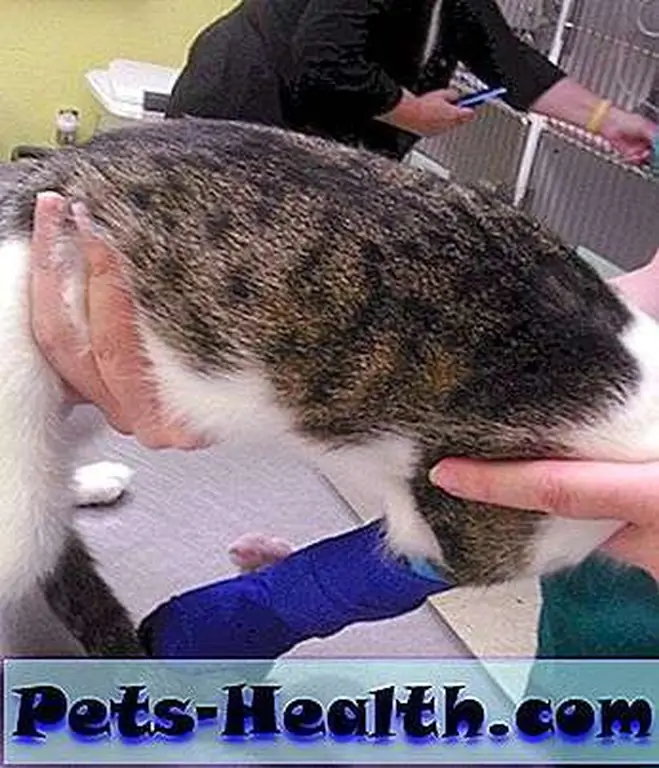 Through splinting, massage, and physical therapy, veterinarians hope to give Triumph increased mobility and more normal use of his front legs. Through splinting, massage, and physical therapy, veterinarians hope to give Triumph increased mobility and more normal use of his front legs.