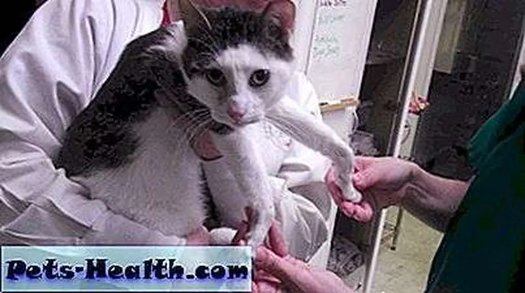Jennifer Alden holds Triumph while he is examined. Jennifer Alden holds Triumph while he is examined.