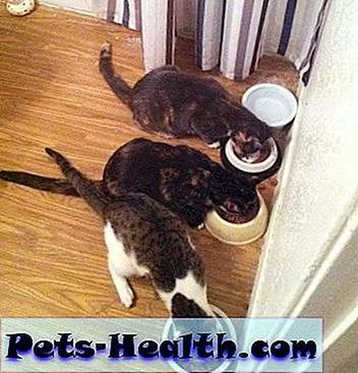 Triumph enjoys dinner with his new siblings, Mischief and Mayhem. Triumph enjoys dinner with his new siblings, Mischief and Mayhem.