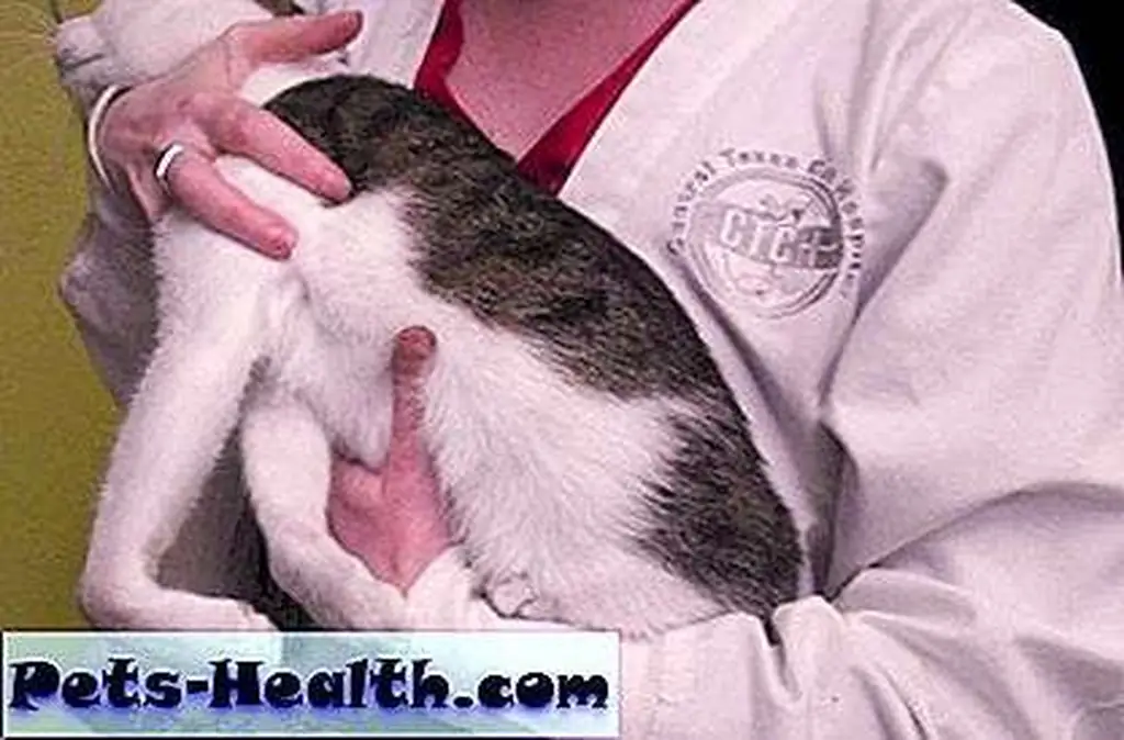 The deformity in Triumph's front legs could be due to a birth defect, prolonged confinement to a small cage, or a combination of both. The deformity in Triumph's front legs could be due to a birth defect, prolonged confinement to a small cage, or a combination of both.