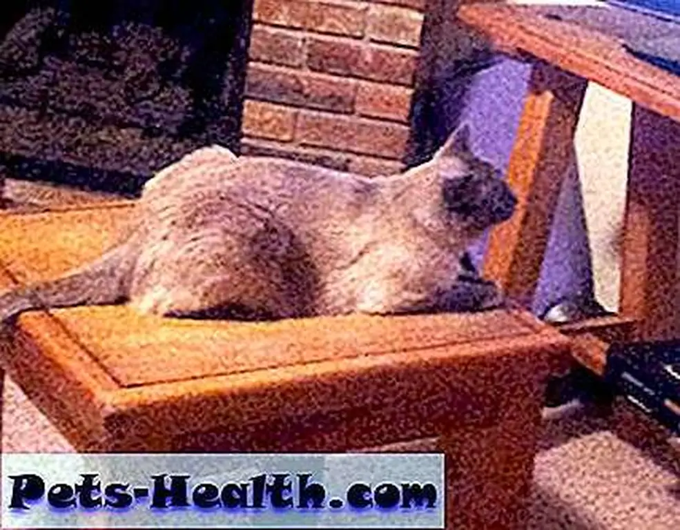 Teddy takes in some TV.